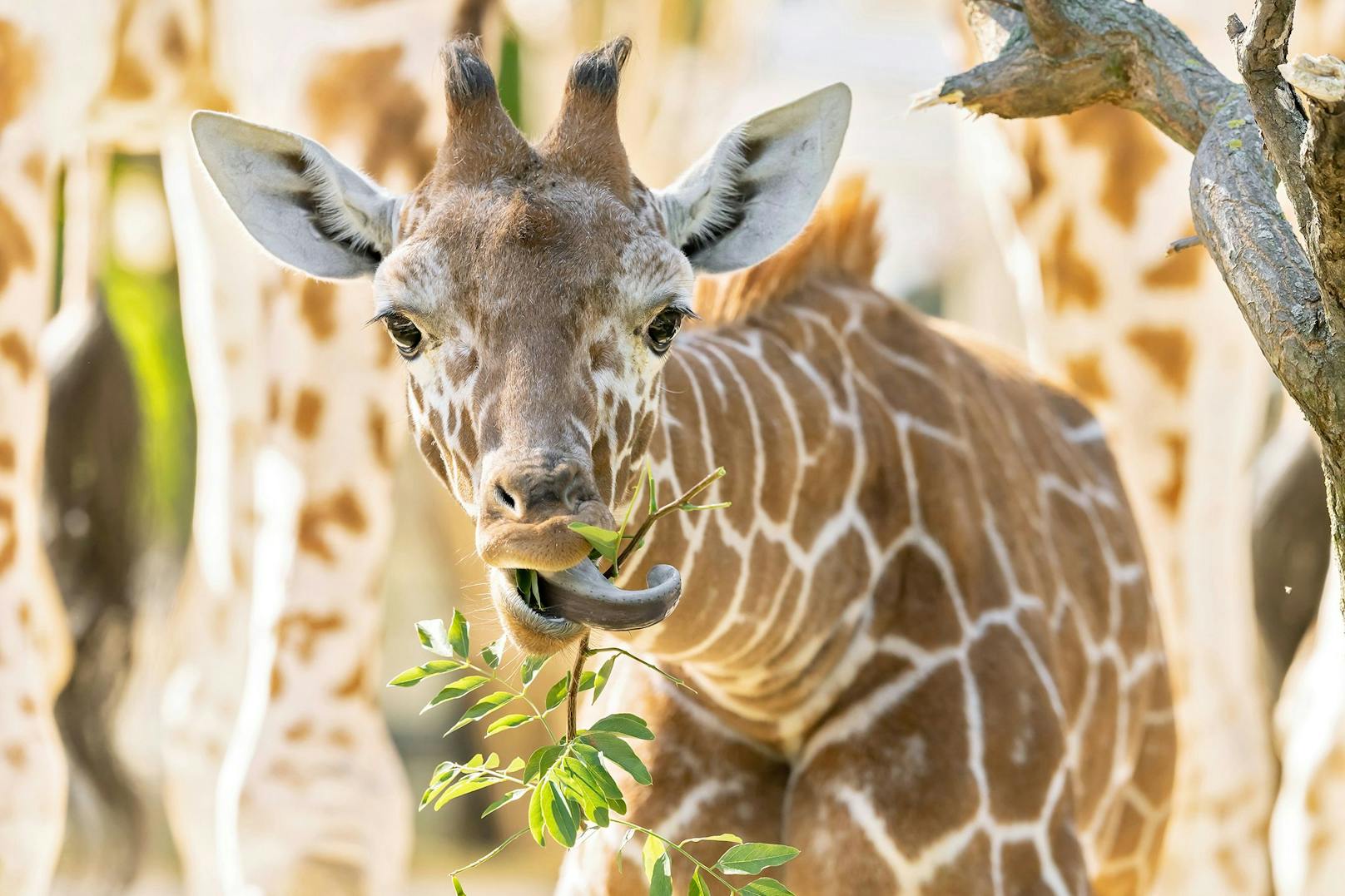 Unser Schönbrunner-Giraffenmädchen "Amari" wird am 23. Juli bereits ein halbes Jahr alt. 
