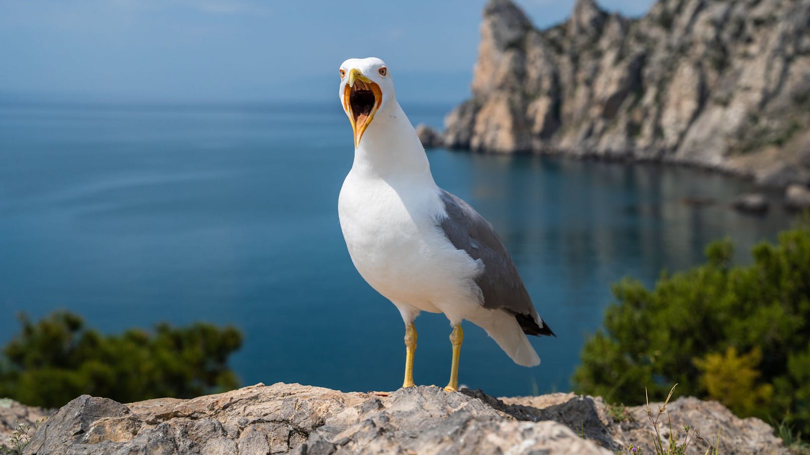 Die meisten Möwenarten leben in Küstengebieten, aber auch teilweise auf hoher See - sie brüten allerdings in Kolonien auf Felsen oder geschützten Böden.