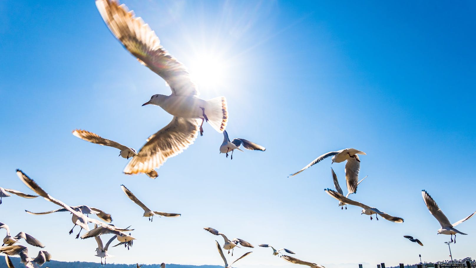 Sie zählen zu den besten Segelfliegern aller Vögel und nutzen sogar sehr starken Wind um an ihr Ziel zu gelangen.