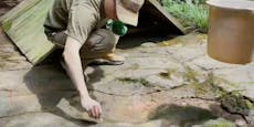 Gast entdeckt Dinosaurier-Abdrücke in China-Restaurant