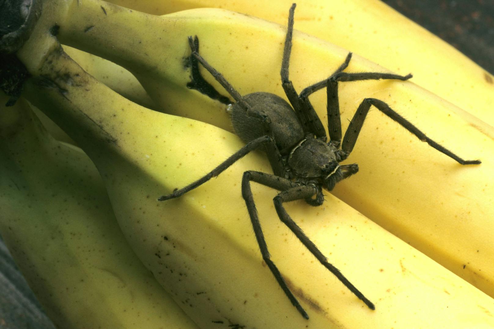 Hochgiftige Bananenspinnen legen Supermarkt lahm
