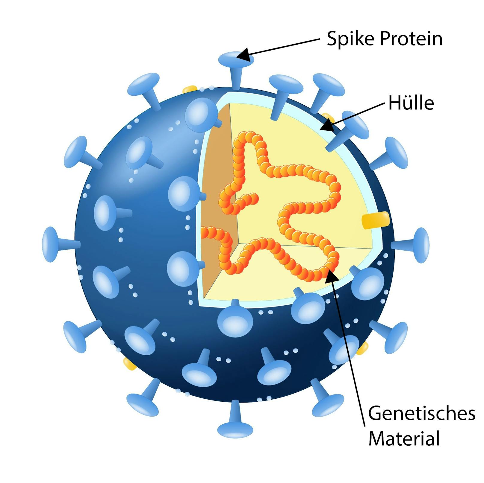 Innere Struktur eines Partikels des Coronavirus. Die Hülle umgibt das genetische Material (RNA) im Inneren. Außen ist es mit Spike-Proteinen bedeckt.