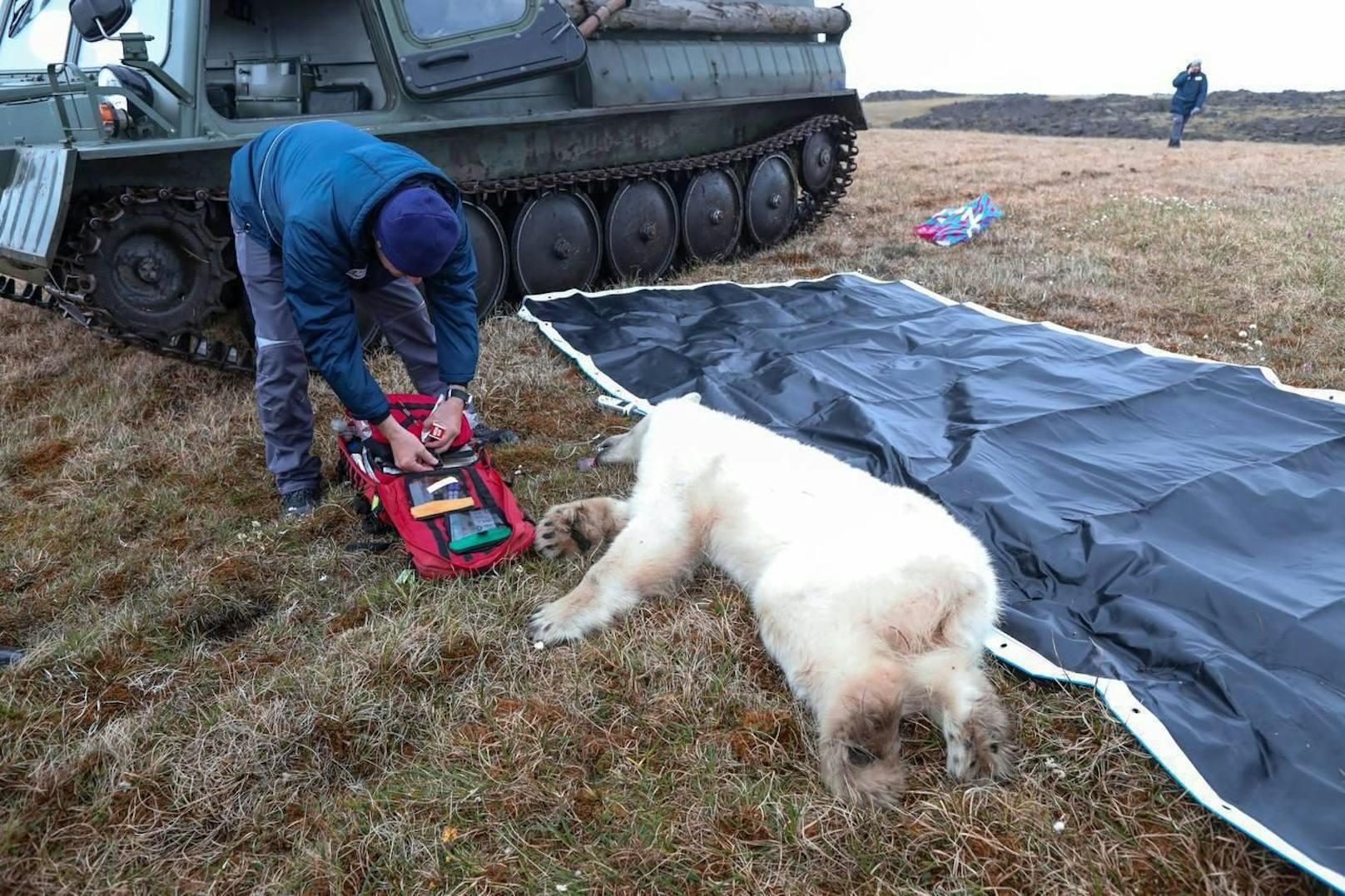 Experten flogen vier Stunden nach Russland um die verzweifelte Eisbärin zu retten.