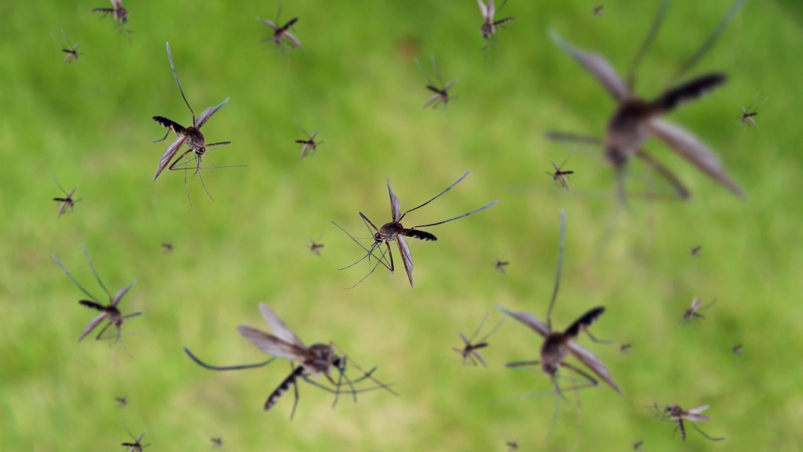 Die unkontrollierte Verbreitung der asiatischen Stechmücke dürfte zum Problem werden.