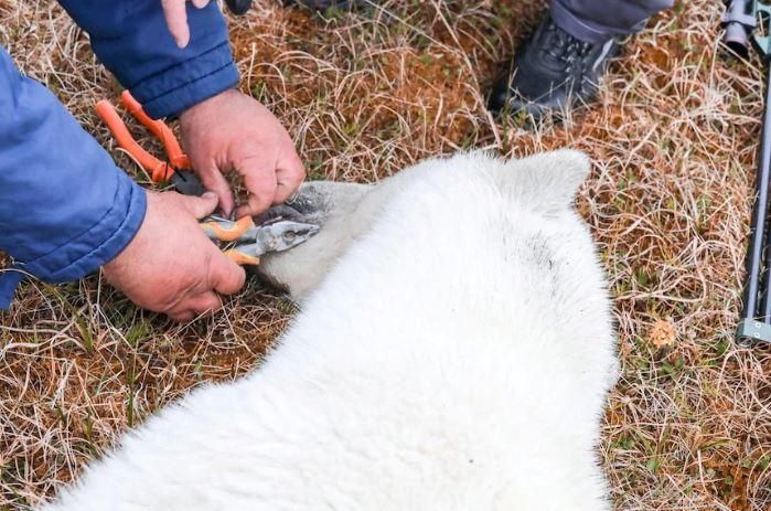 Nach der Narkotisierung konnten die Ärzte die Bärin von der Büchse befreien.
