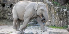 Gefährliches Virus tötet Elefanten in Schweizer Zoo