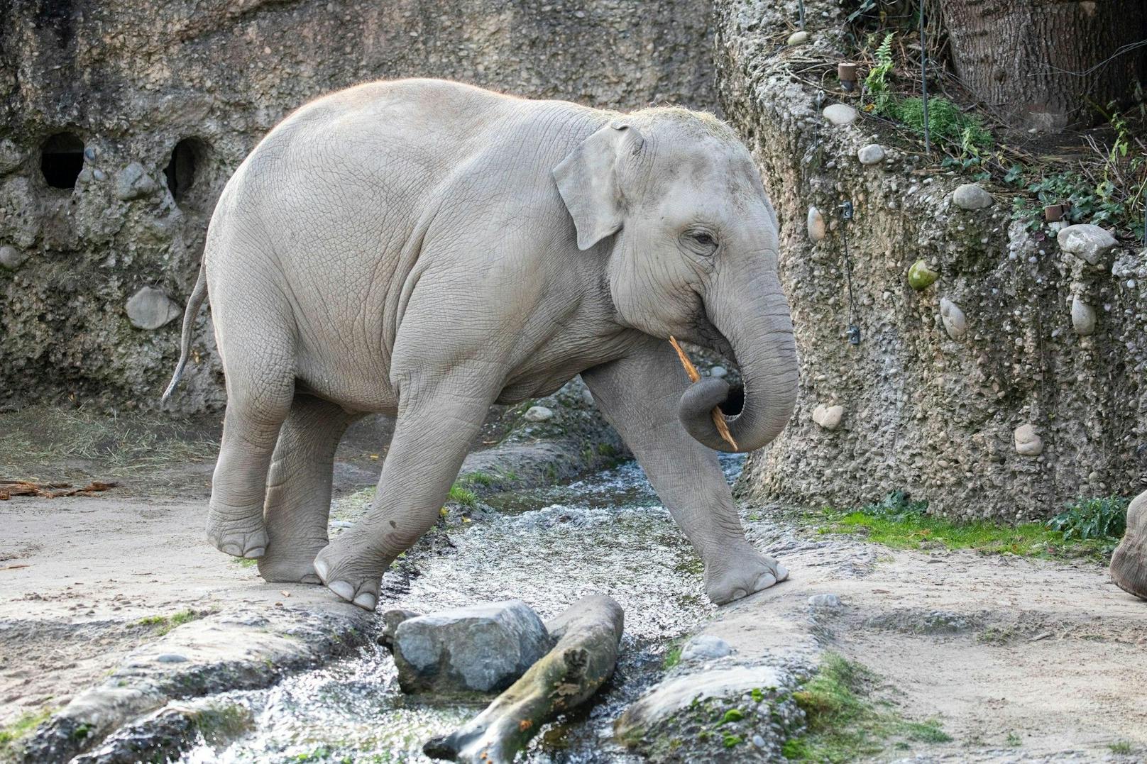 Gefährliches Virus tötet Elefanten in Schweizer Zoo