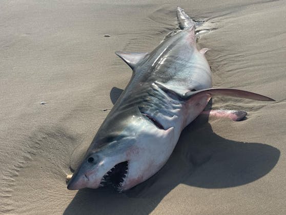 Am 20. Juli wurde dieser tote Hai am Strand von Quogue auf Long Island, New York, entdeckt.