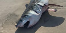 Hai-Alarm in Badeorten – riesiges Tier an Land gespült