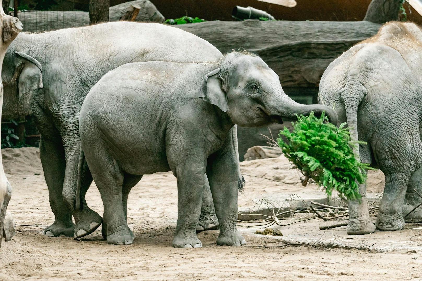Die Fondation Franz Weber wirft dem Zürcher Zoo vor, die Elefanten würden in der Anlage Stress erleben. 