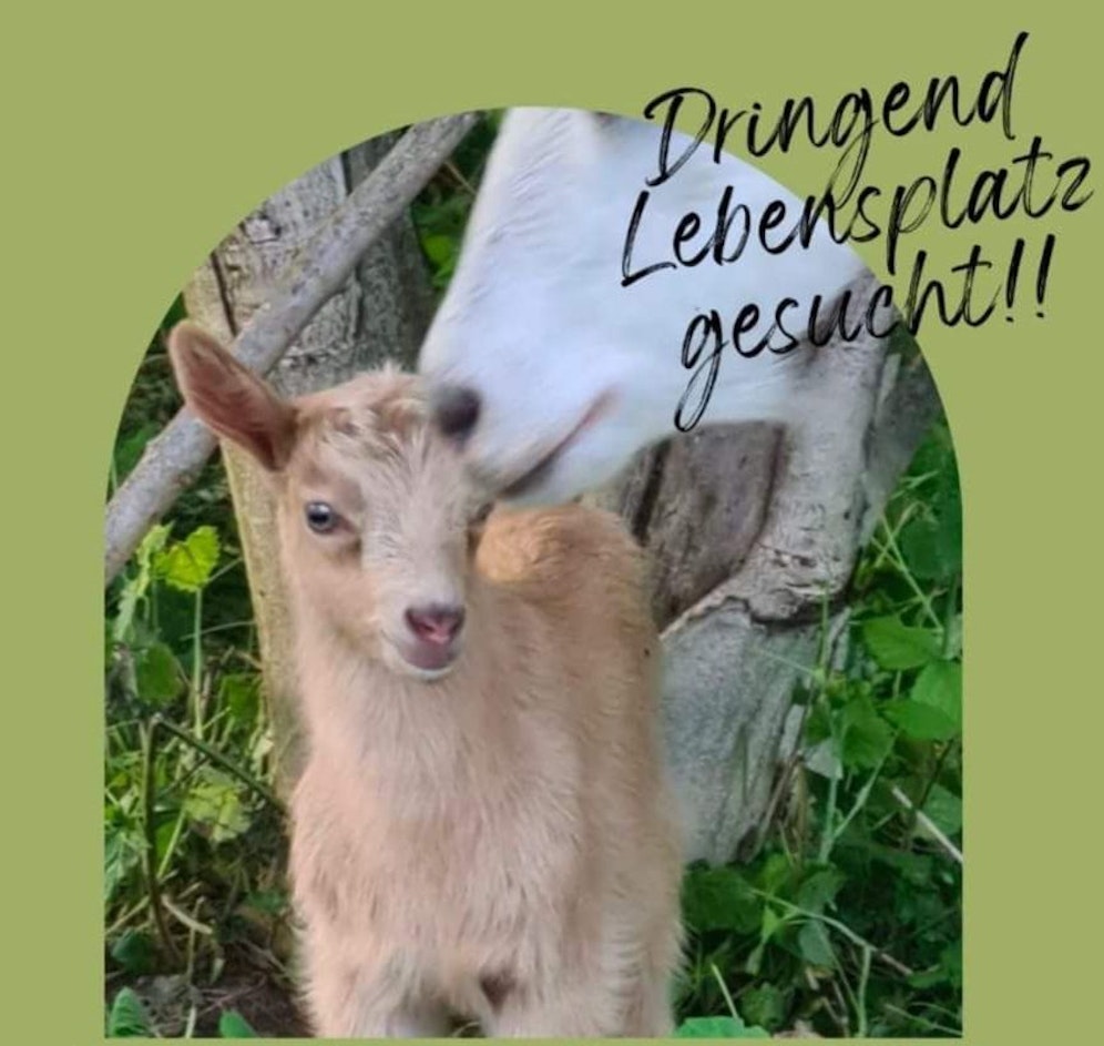 Der kleine Ziegenbock sucht einen Lebensplatz.