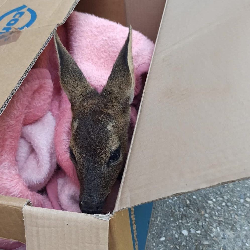 Der kleine Bock wurde gerade noch rechtzeitig entdeckt und gerettet.