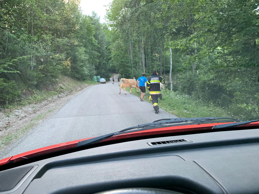 Die Kühe hatten sich auf die Gleise bzw. in einenTunnel verirrt.