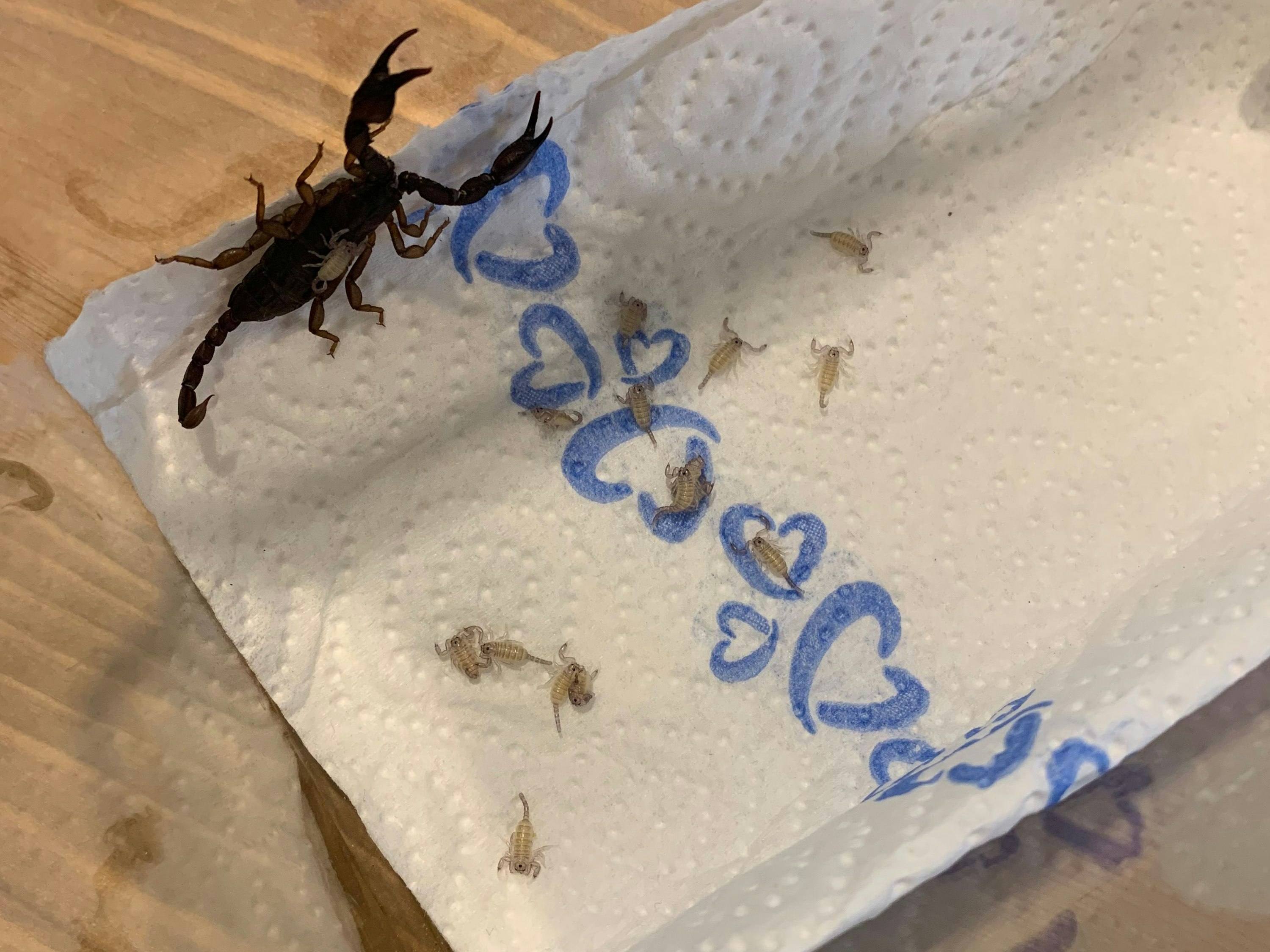 Eine Frau fand das Tier nach dem Kroationurlaub.