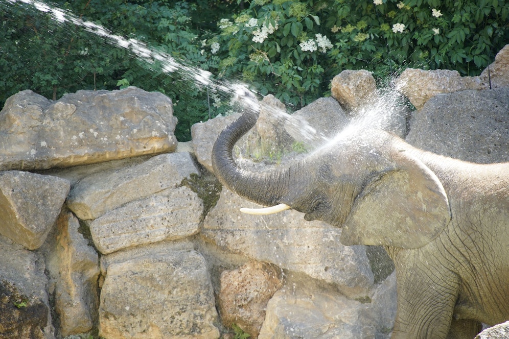 Abtauchen, Abhängen, Abduschen: So gehen die Tiere im Zoo Schönbrunn mit der Hitze um.