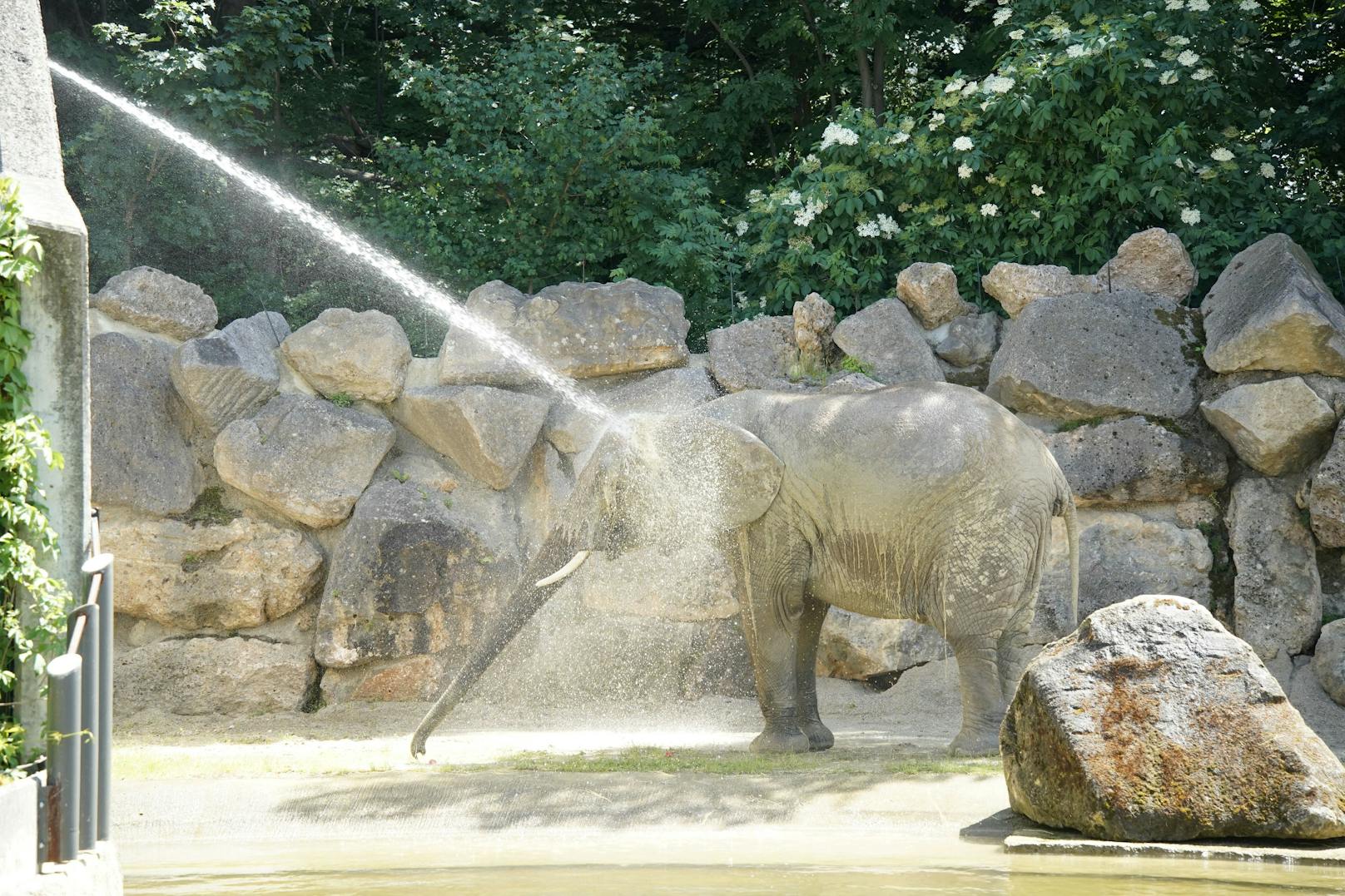 Abtauchen, Abhängen, Abduschen: So gehen die Tiere im Zoo Schönbrunn mit der Hitze um.