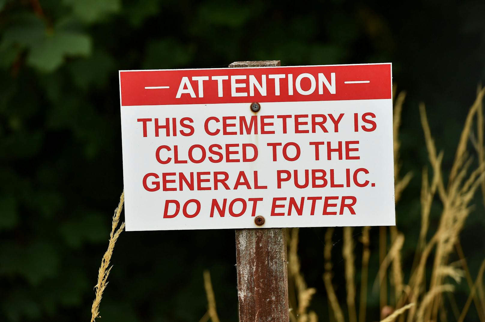 Auch wenn der Friedhof bereits für die Öffentlichkeit geschlossen ist, hat sich Meister Dachs wohl Zutritt verschafft. 