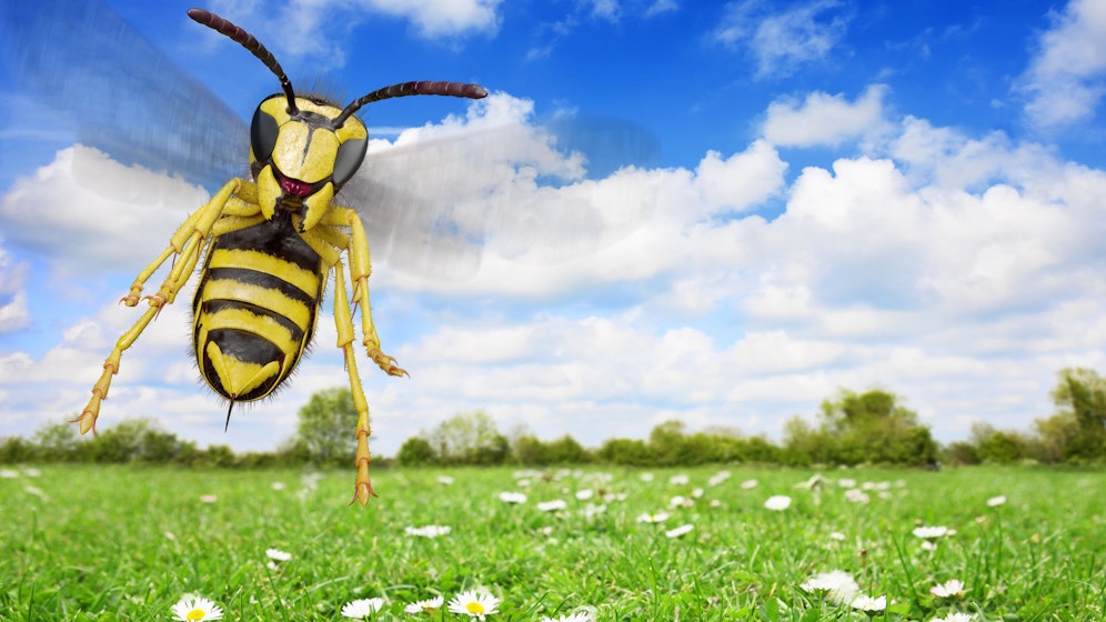 Im August sind die Wespen besonders grantig. 