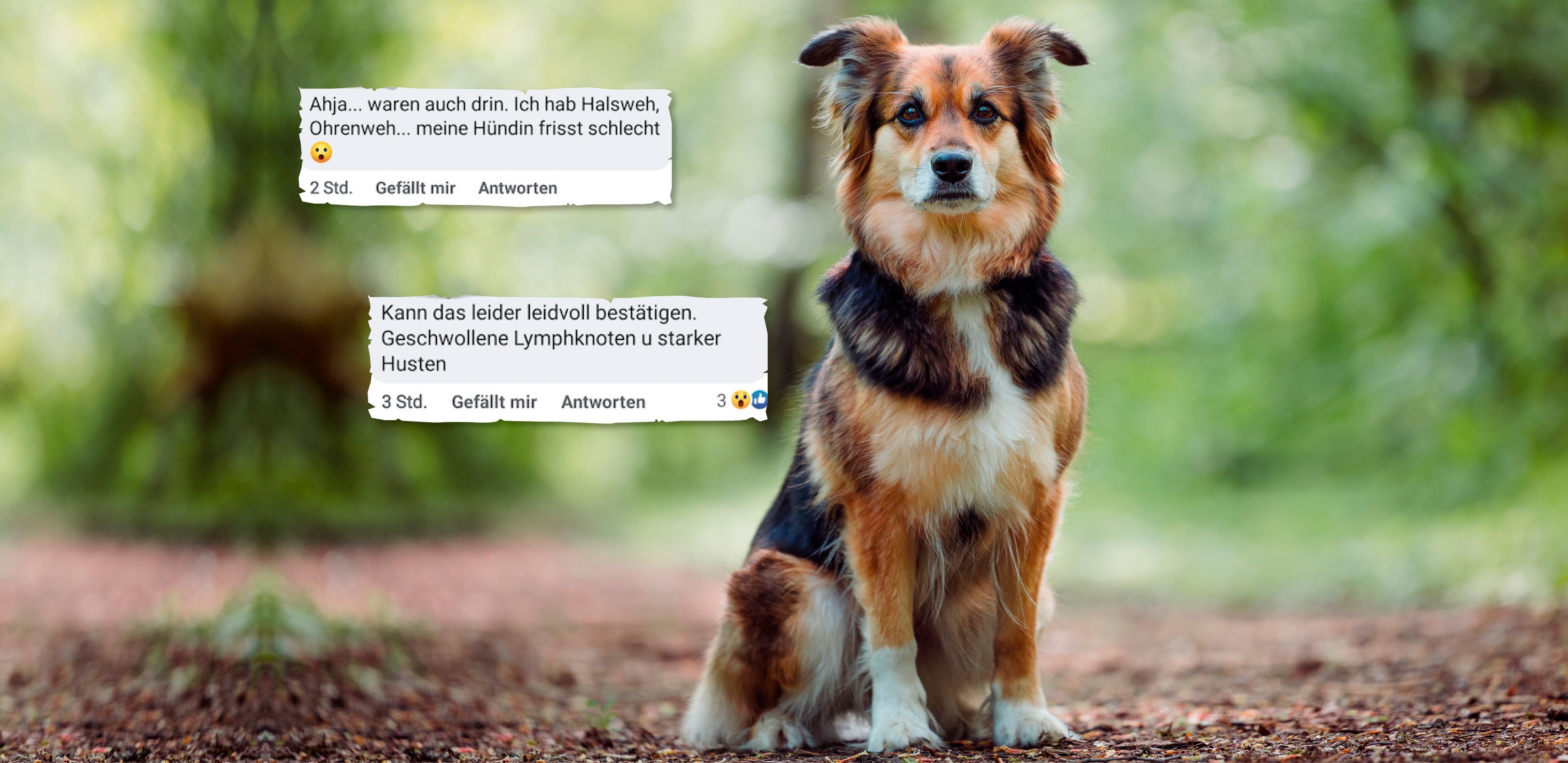 Sorge um Vierbeiner in NÖ