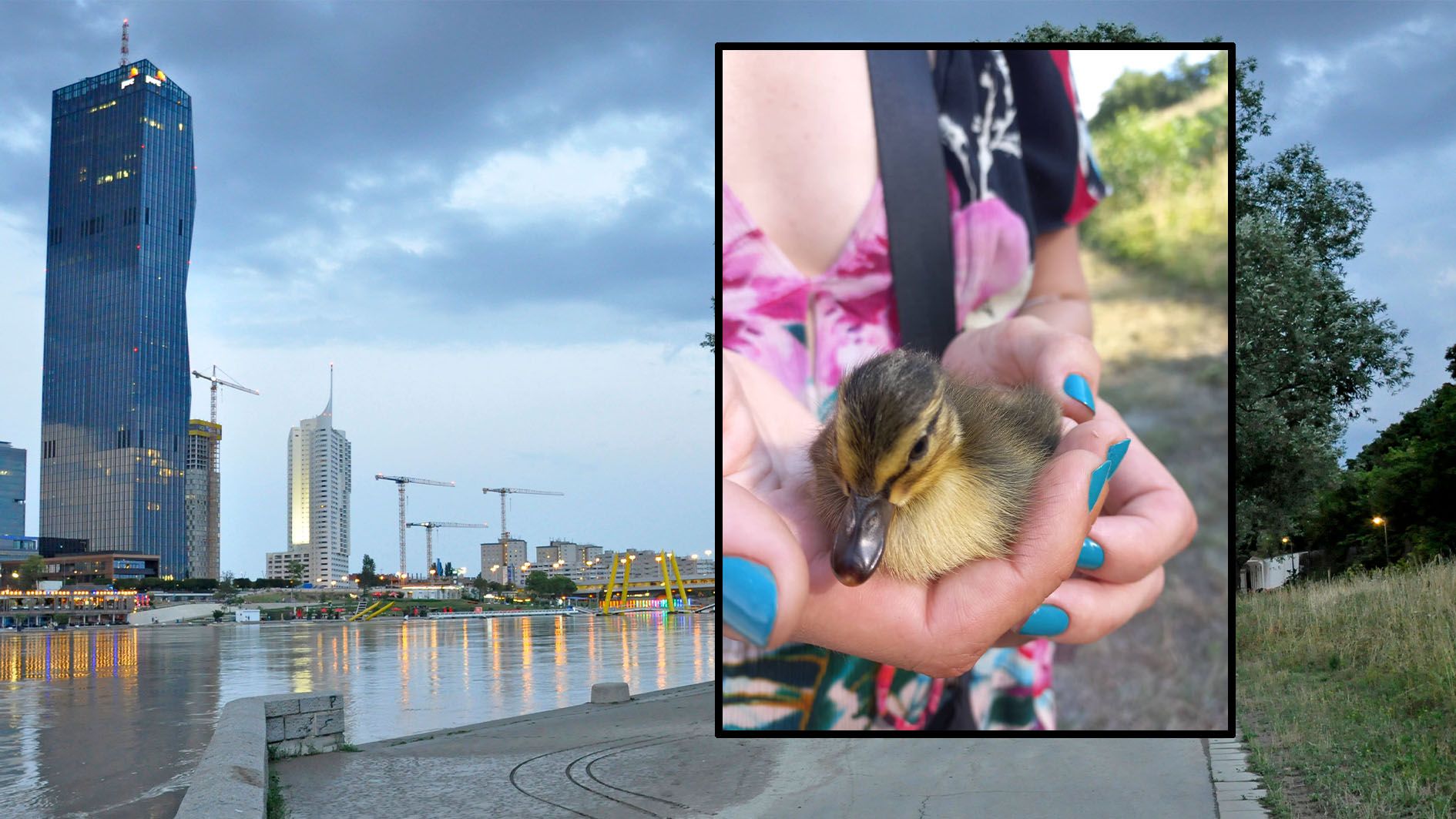 Bei dem traurigen Unfall mit Fahrerflucht überlebte leider nur ein Entchen. 