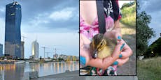 Radler überfährt Babyenten auf Donauinsel und flüchtet