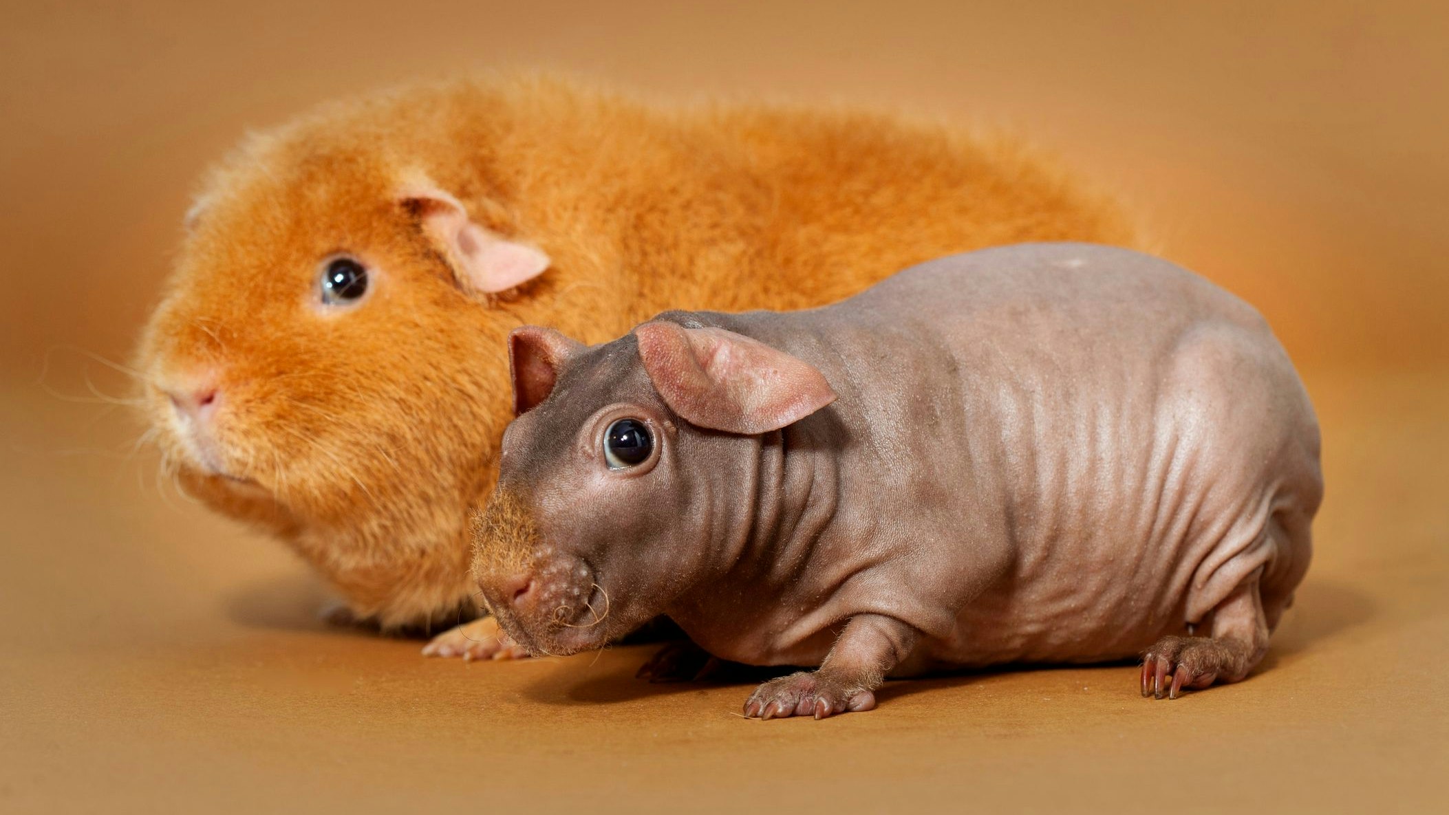 Die Tiere leiden sehr unter dem fehlenden Fell. 