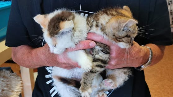 Gleich drei wenige Wochen alte Katzenkinder wurden dem Tierparadies Schabenreith in Steinach am Ziehberg übergeben.