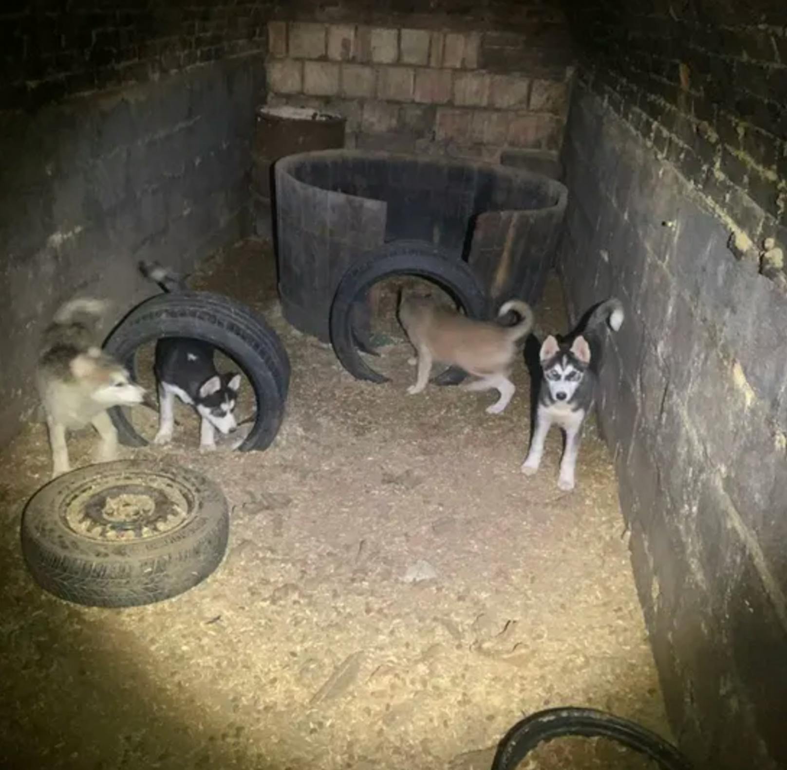 Hunde im Keller eines Presshauses