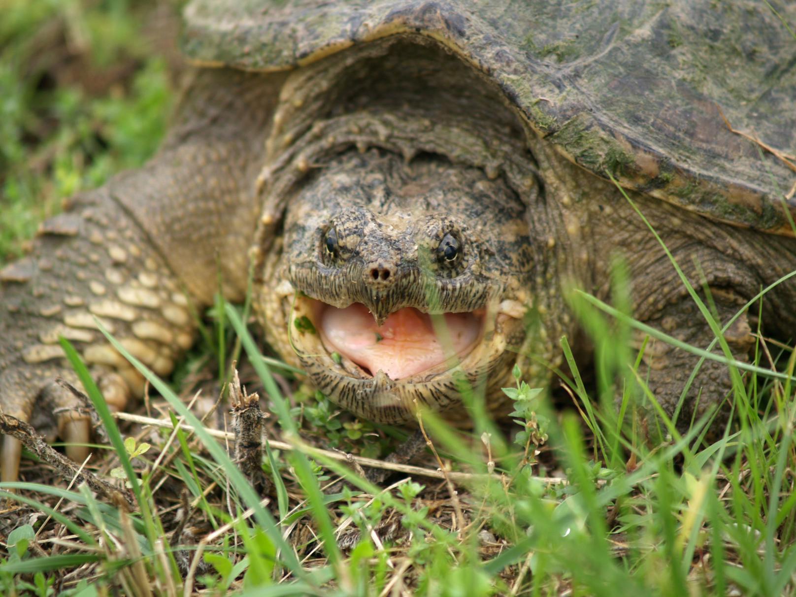 Mit Schnappschildkröten ist nicht zu spaßen. Symbolbild