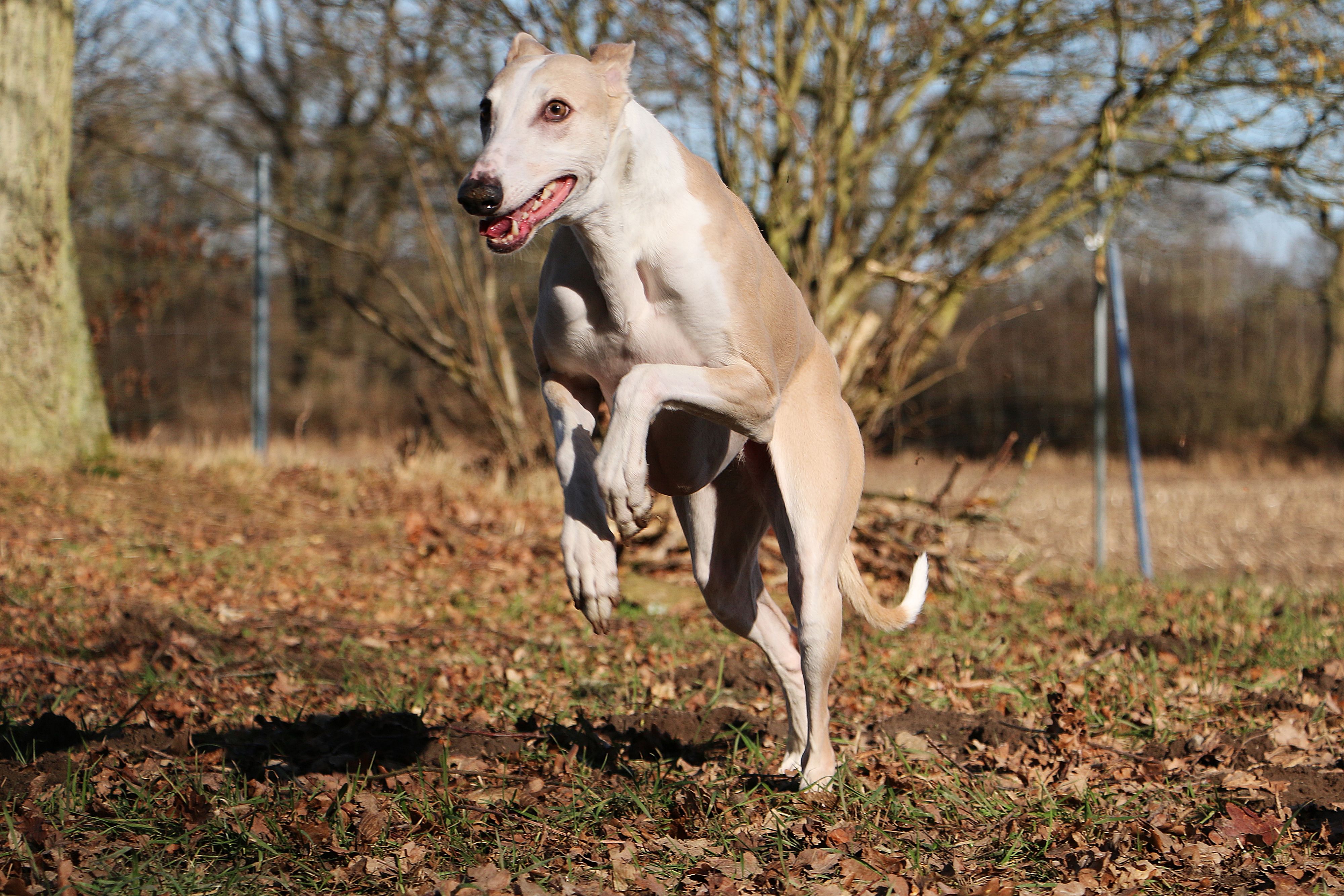 Eine Frau ging einer Hundezone in Klagenfurt spazieren und wurde dabei von einem fremden Windhund angesprungen. Dafür soll sein Frauchen nun teuer bezahlen.