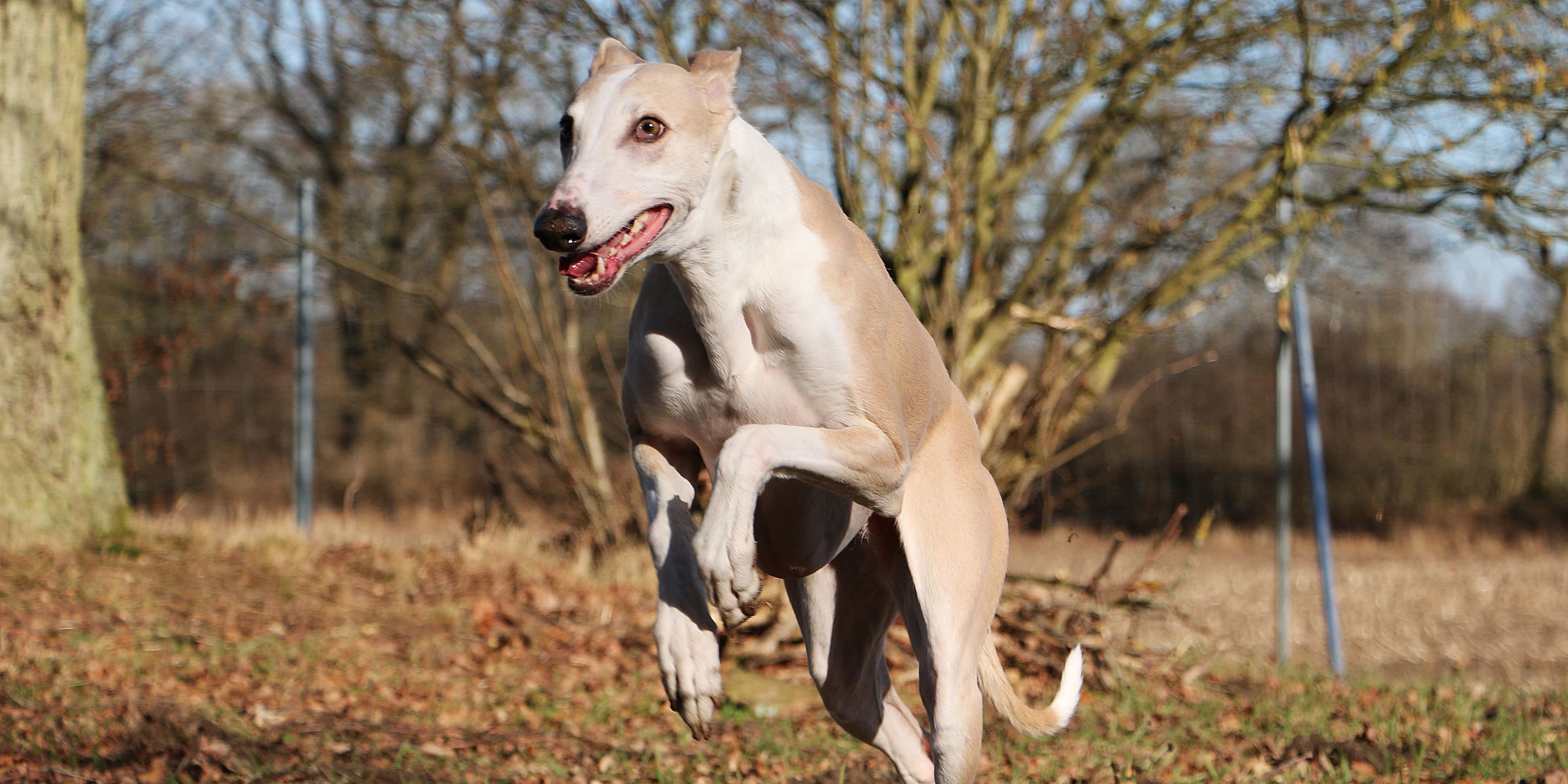 Eine Kärntnerin wurde in einer Hundezone von einem Windhund mit den Vorderpfoten gestoßen. Sie knickte ein und klagte die Hundebesitzerin.