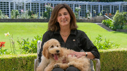 Der "Cockapoo" ist eine Mischung aus Pudel und Cocker Spaniel.