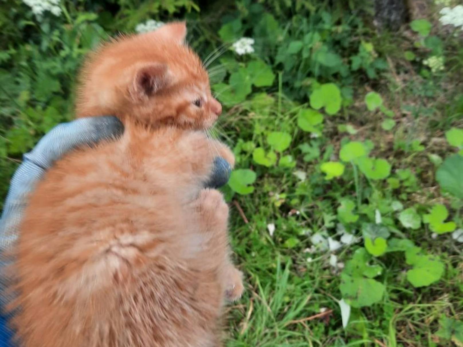 Der kleine Moritz ist taub und wurde vermutlich deshalb ausgesetzt.