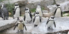 Houdini – Pinguin entwischte aus dem Salzburger Zoo