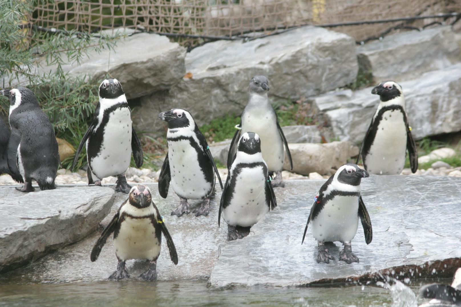 Houdini – Pinguin entwischte aus dem Salzburger Zoo