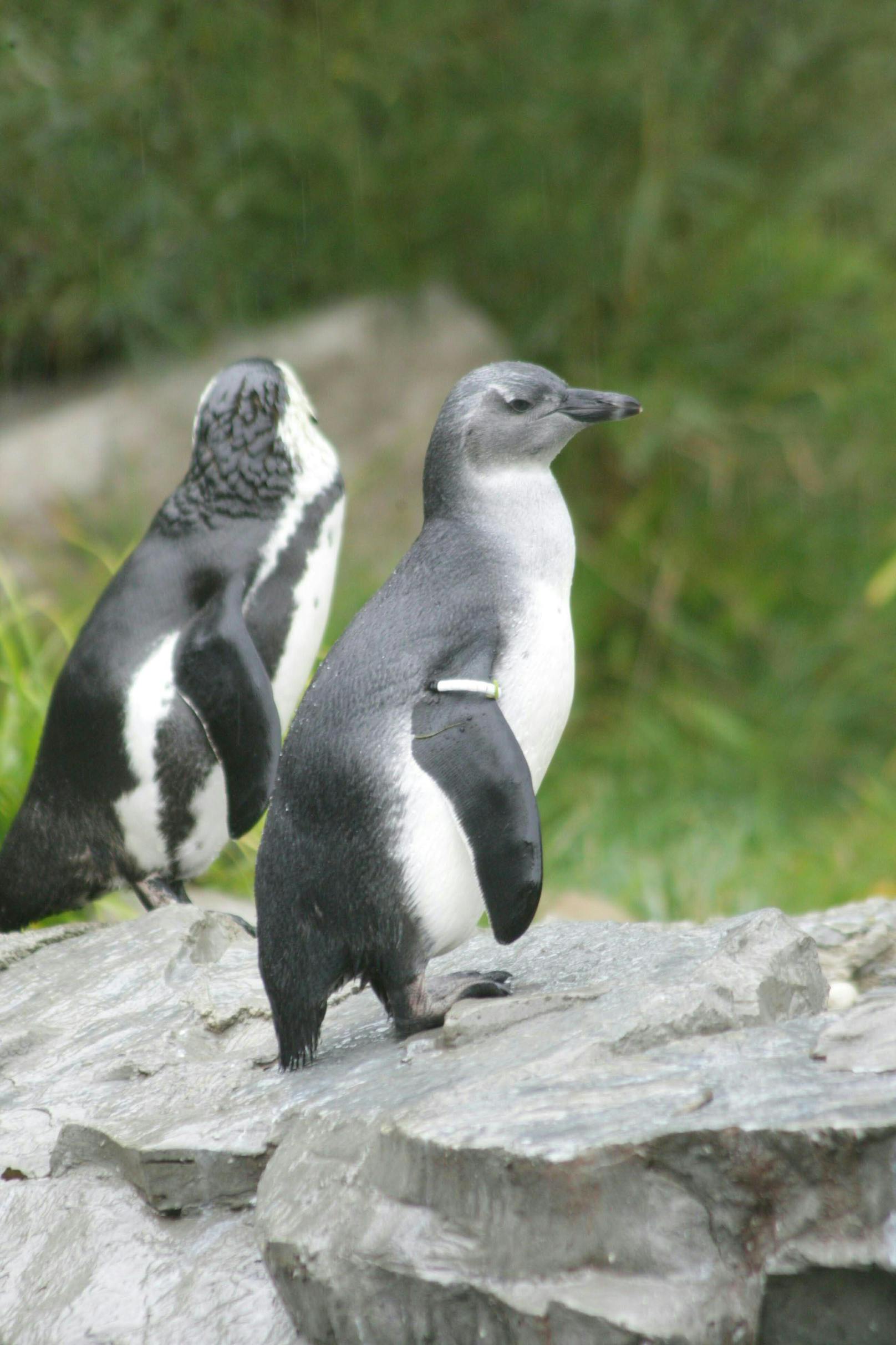 Wieder entwischte ein junger Pinguin aus dem Salzburger Zoo