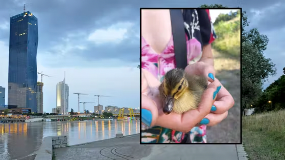 Zwei Entchen wurden überfahren. Eines verstarb kurz darauf.