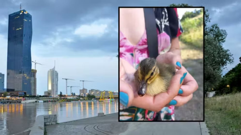 Zwei Entchen wurden von einem Radfahrer überfahren. Eines verstarb kurz darauf.