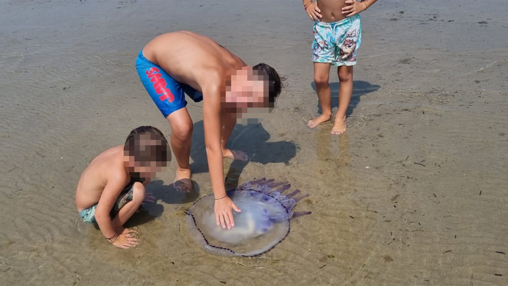 Wiener Familie findet Riesenqualle am Strand in Lignano