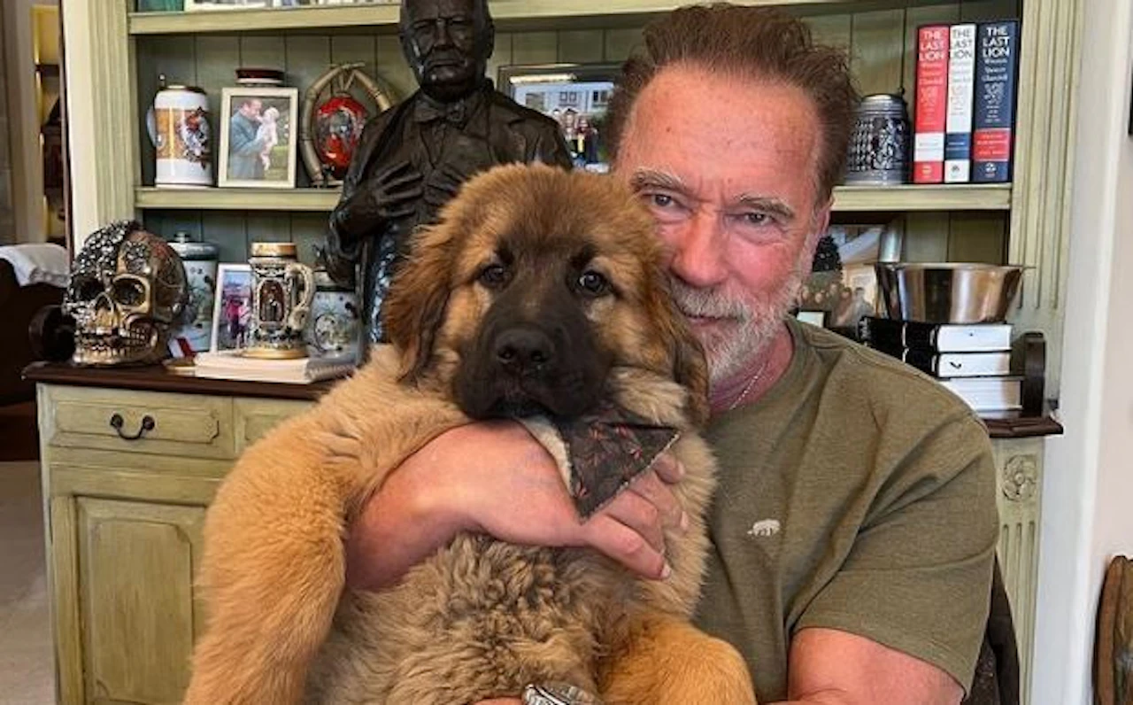 Heute.at - Arnie wird 75 Jahre alt – seine 20 legendärsten Sprüche