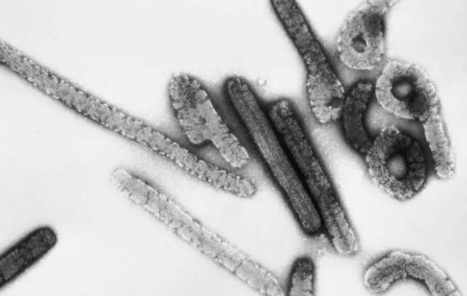 WHO warnt: Nächstes Virus kursiert, bereits erste Tote