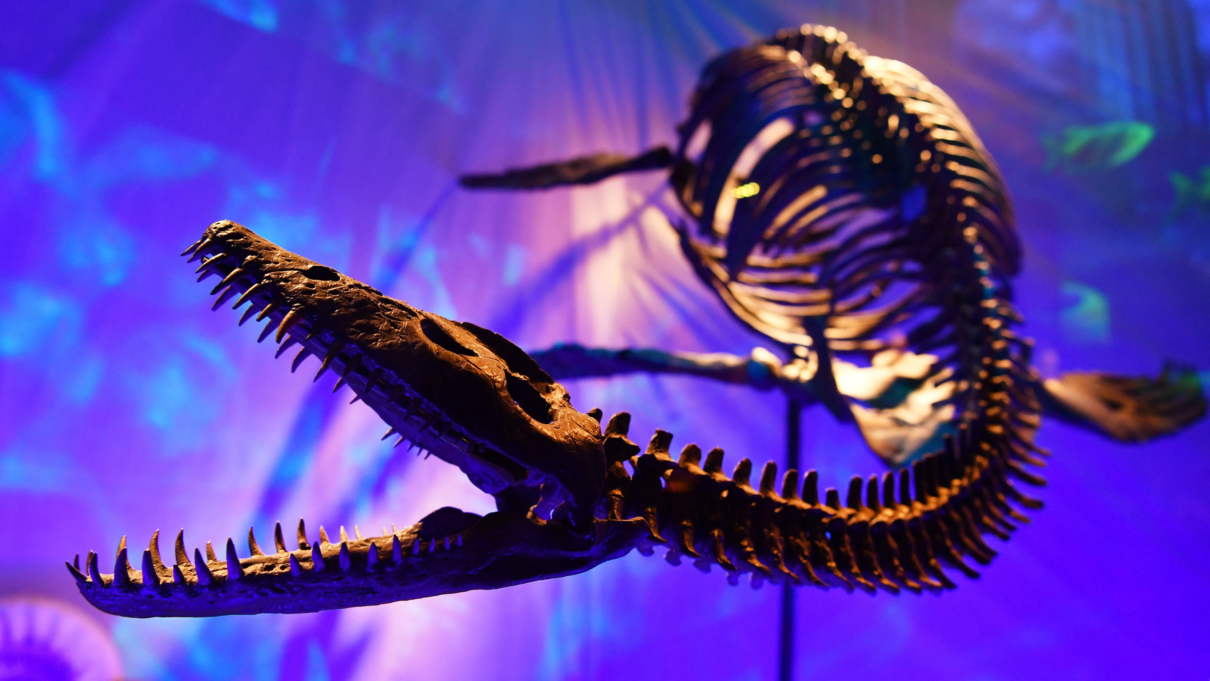 Handelt es sich bei "Nessie" um einen Plesiosaurier?
