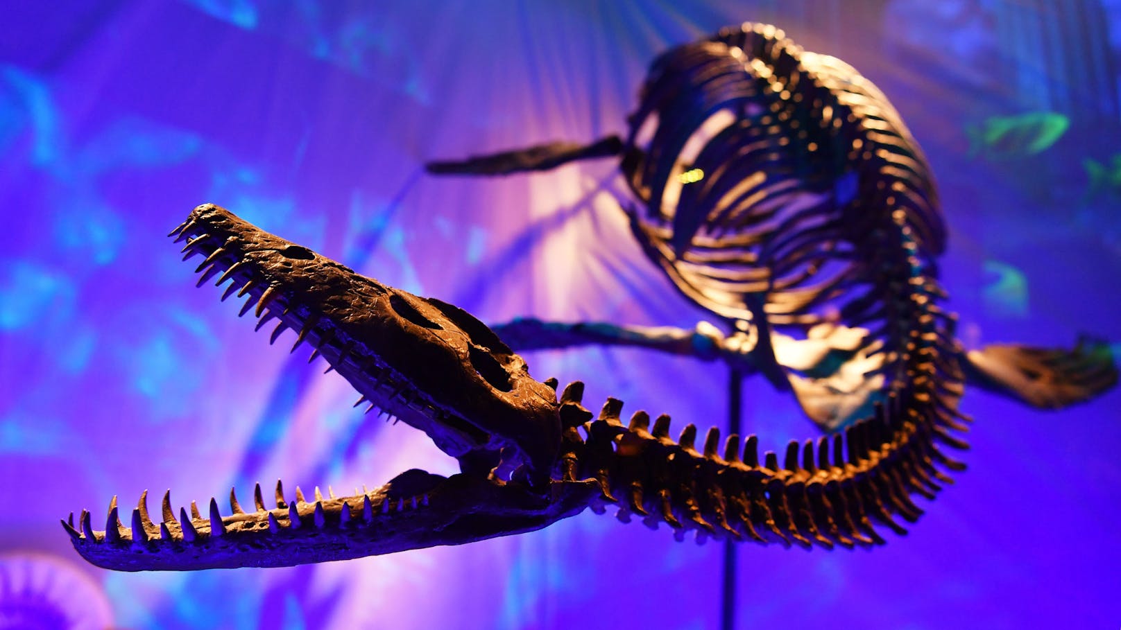 Handelt es sich bei "Nessie" um einen Plesiosaurier?