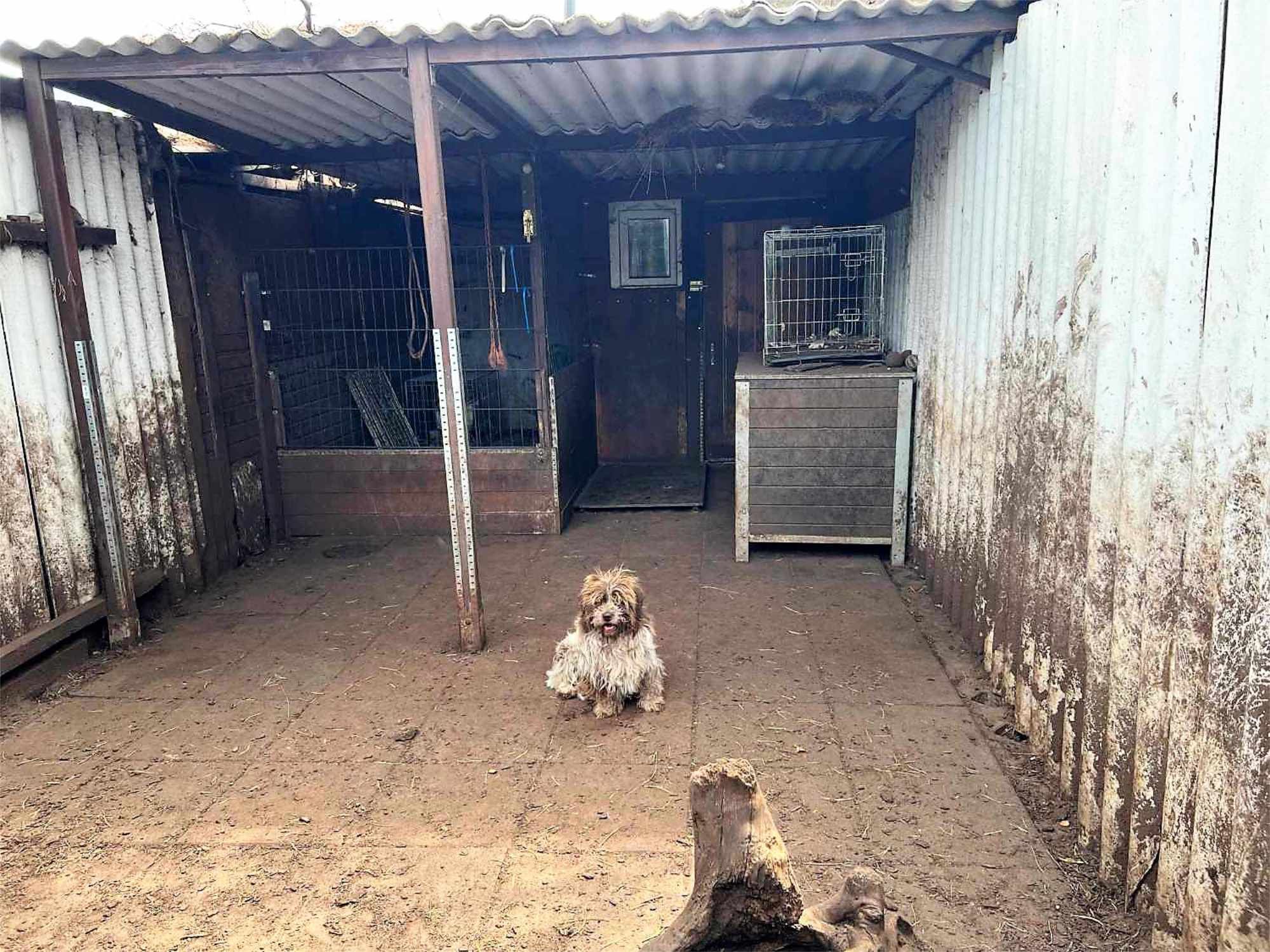 In einer Kleingartenanlage entdeckten Tierschützer das Grauen.