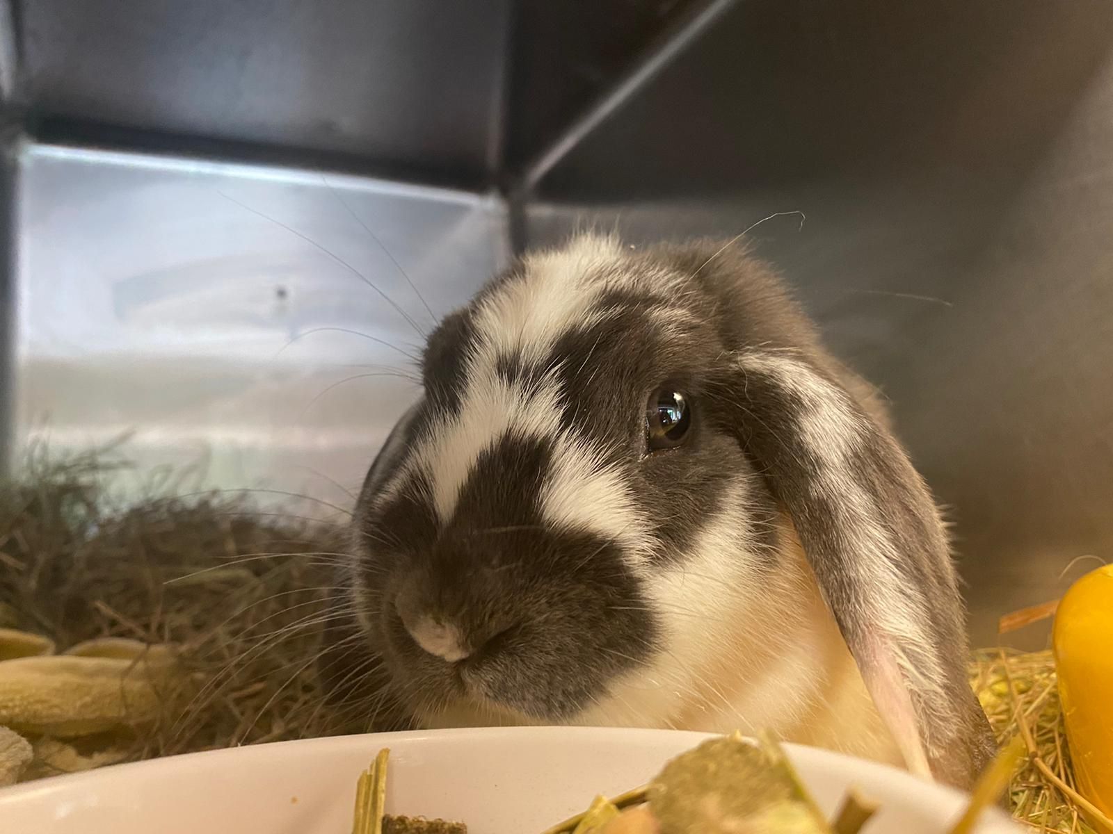 Der Hase befindet sich im Moment bei der Pfotenhilfe Lochen.