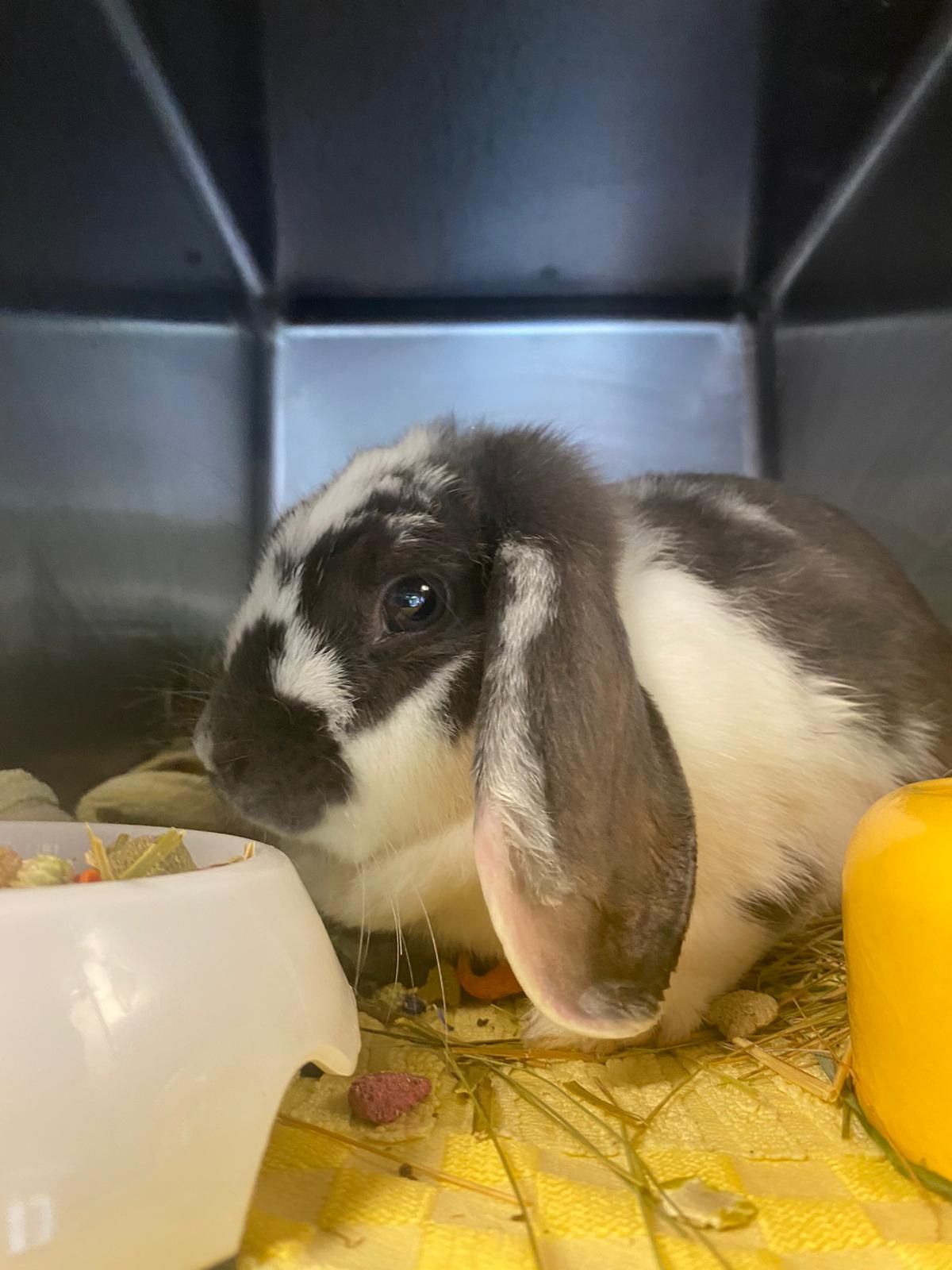 Wohl während der ersten Pipi-Pause wurde diese süße Kaninchendame an der A10 in Kärnten ausgesetzt.