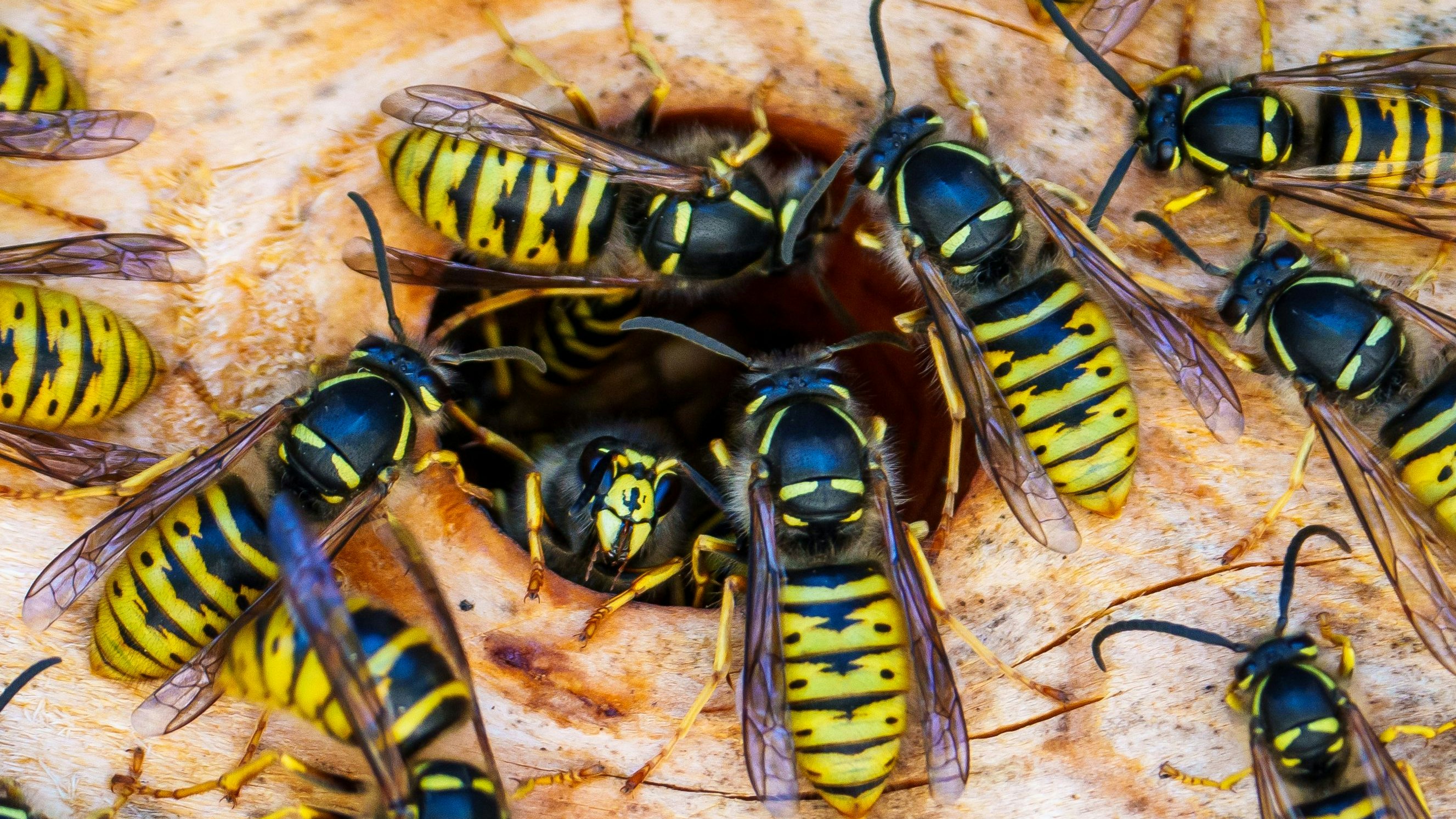 Einem Ehepaar aus Alzey musste die Feuerwehr aus der Wohnung helfen. 