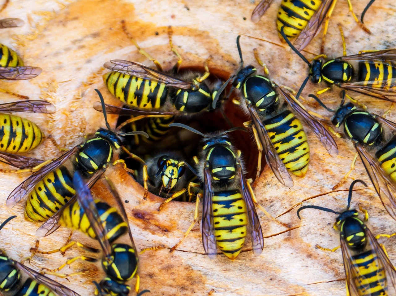 Heute.at - Wespen sperren Ehepaar in Wohnung ein