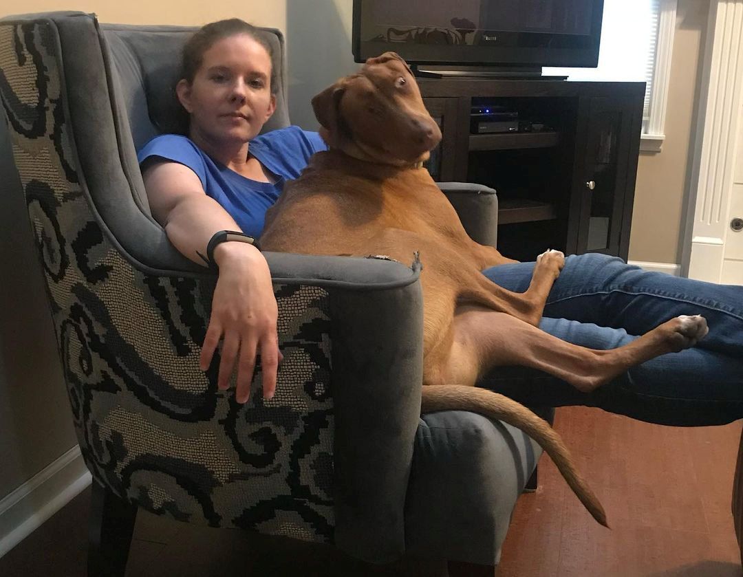 Dobermannmischlings-Hündin 