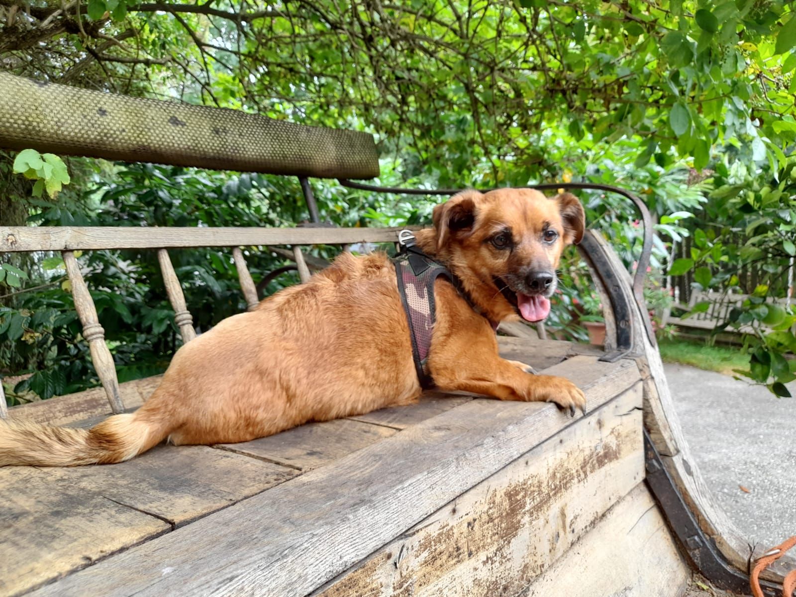 Der kleine Chipsy ist zwar nicht mehr der Jüngste, aber nun endlich fit und ausreisefertig.